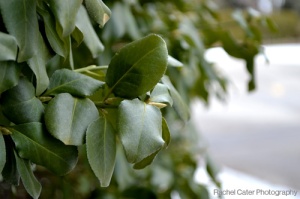 Colour Photo of Green Leaves and Snow in the background in Toronto Canada