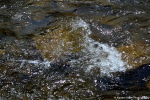 mini ripple in water in creek Rachel Cater Photography