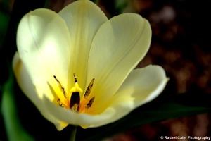 Yellow Tulip in Toronto Rachel Cater Photography
