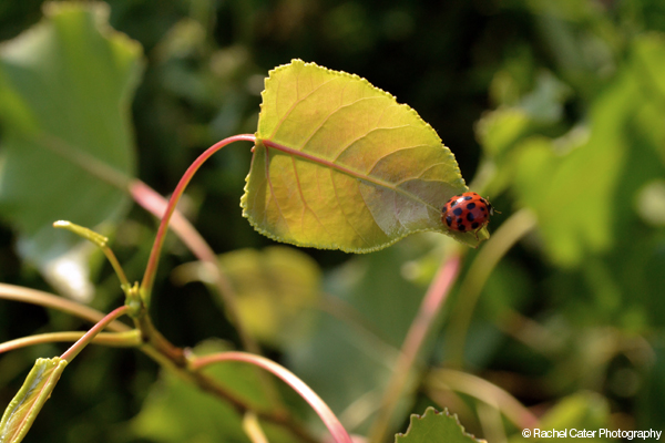 Lady Bug Rachel Cater Photography