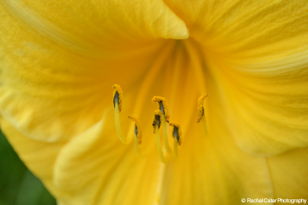 Yellow Flower Rachel Cater Photography