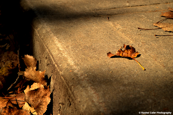 Fallen Leaves Rachel Cater Photography