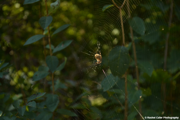 Patient Spider in Web Rachel Cater Photography
