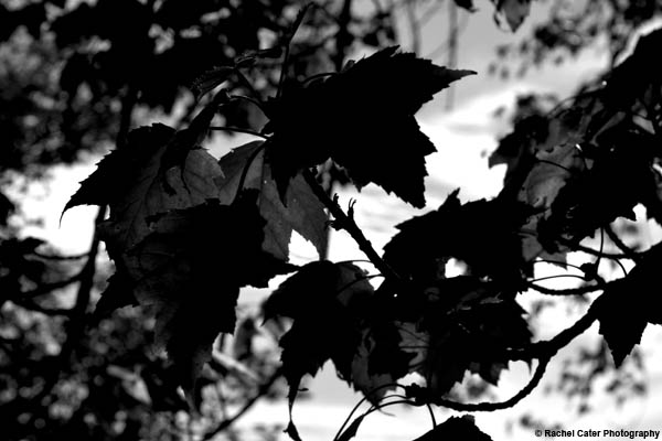 monochrome leaves rachel cater photography