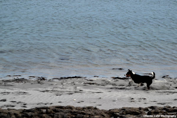 dog on the beach rachel cater photography