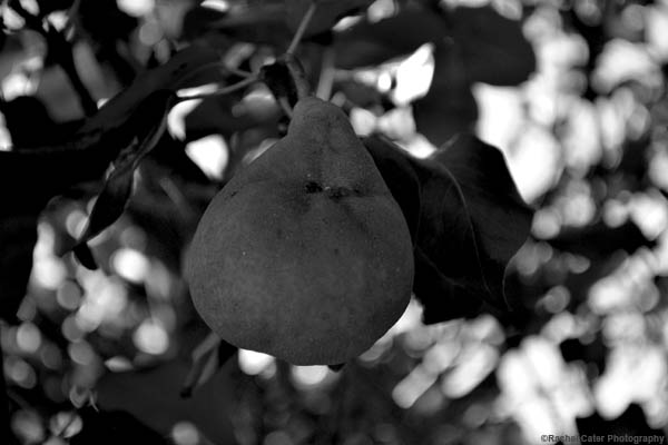 pear tree rachel cater photography