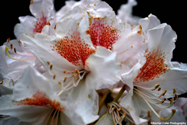 flower rachel cater photography