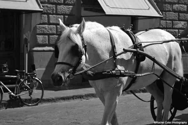 italian horse rachel cater photography