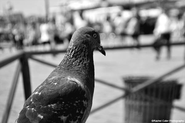 Venice Pigeon Rachel Cater Photography