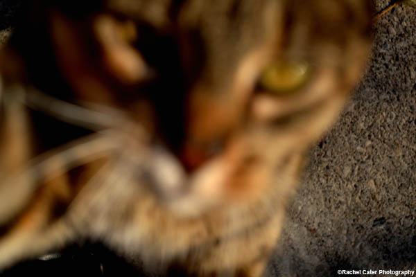 blurry cat rachel cater photography