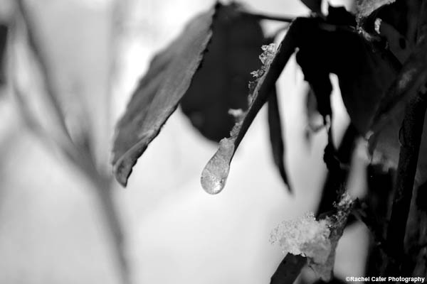frozen-leaf-rachel-cater-photography