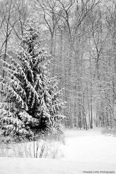 snowy-park-rachel-cater-photography