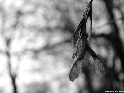 monochrome-young-leaf-rachel-cater-photography