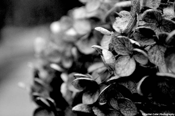monochrome-floral-bush-rachel-cater-photography-