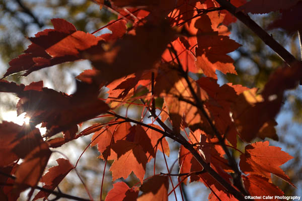 virbant autumn leaves rachel cater photography
