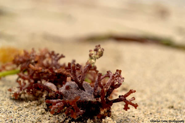 seaweed-in-cuba-rachel-cater-photography