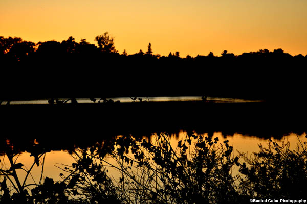 sunset in high park rachel cater photography