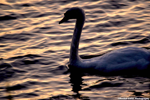 swan song rachel cater photography