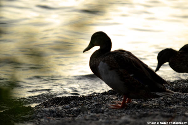 Ducks at shore of Lake Ontario Rachel Cater Photography