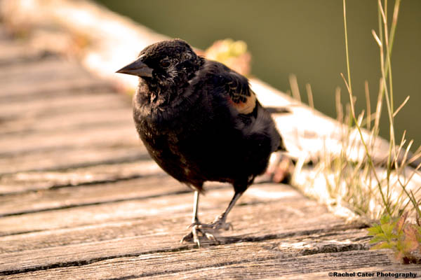 Sassy Red Winged Black Bird Rachel Cater Photography
