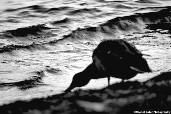 thirsty duck rachel cater photography